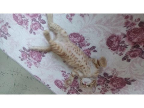 Acil sahiplendirme 5 aylik dişi sarman