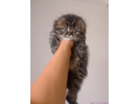 Tatlı bir erkek bebiş scottish fold
