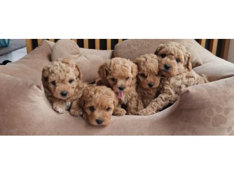 Maltipoo bebekler