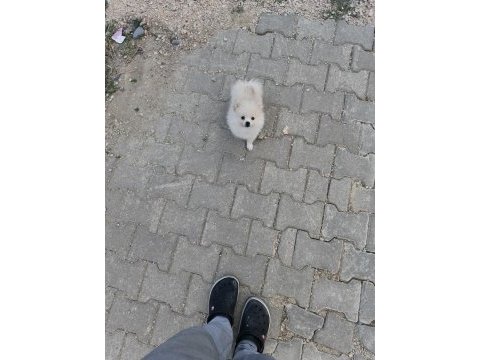Pomeranian spitz 3-4 aylık