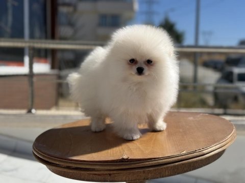 Show kalite pomeranian yavrular ziyarete açık