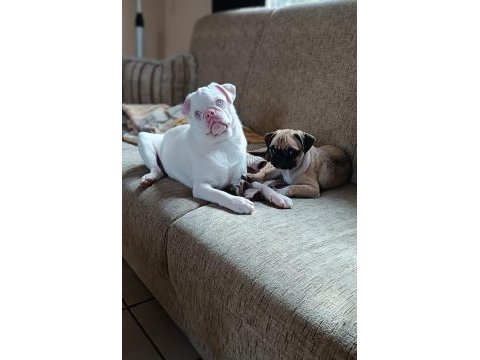Platinum pink pug mops
