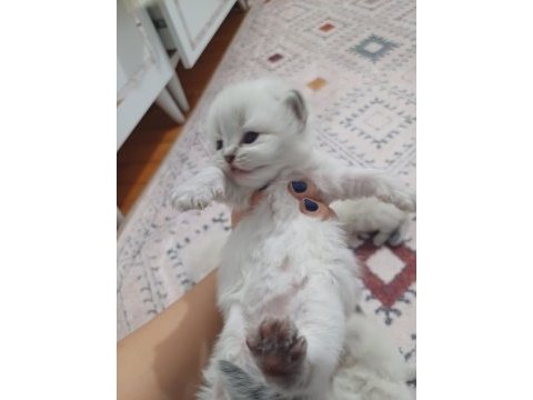 Safkan british longhair silver point yavrular
