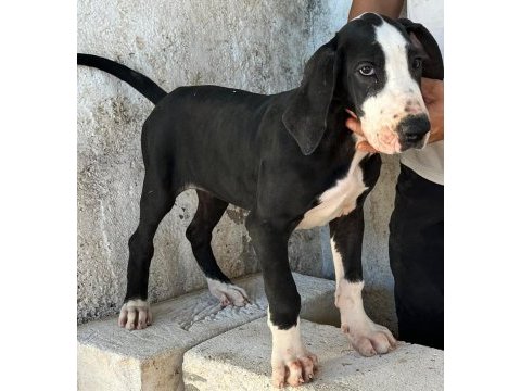 Danua yavrularımız yeni ailelerini bekliyor