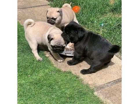 Gül kuyruk hamburger suratlı pug mobs yavrular