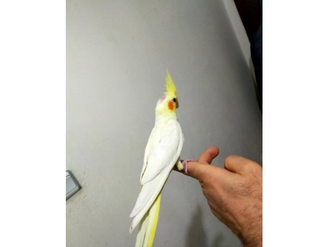 45 günlük ele alıştırmalık sultan papağanı