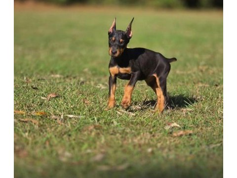 Çiftliğin efsane doberman yavruları kapıda ödemeli