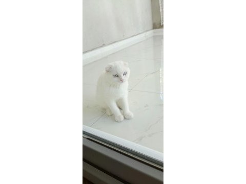 Sevecen scottish fold yavrumuz