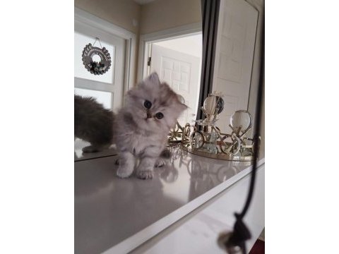 British longhair kedilerim sahipleri bekliyor