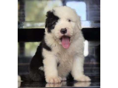 Tr nadir bulunan ırklardan bobtail yavrular