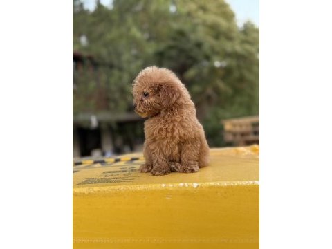 Poodle ayarında maltipoo
