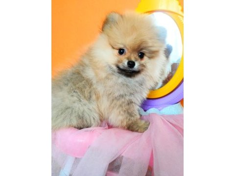 İzmirde ayı surat orjinal pomeranian boo yavruları