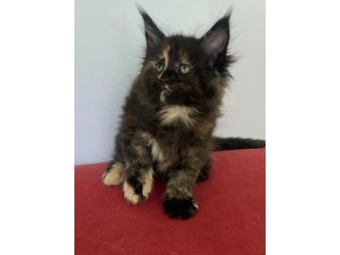 Maine coon dişi tortie üst kaliteli