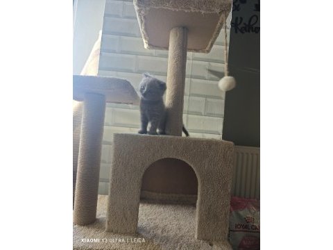 Koca kafa scottish fold bebekler