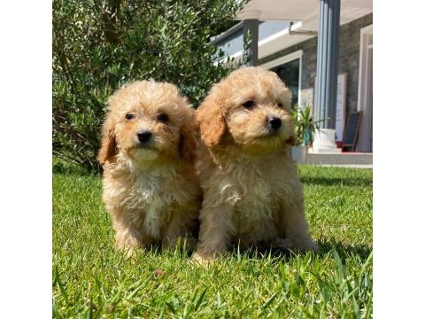 Eşsiz bir maltipoo için bizi aramadan karar vermeyn