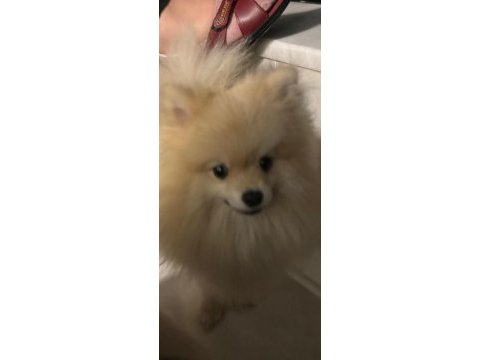 Leo pomeranian boo