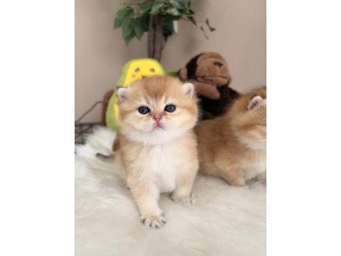 Golden british shorthair