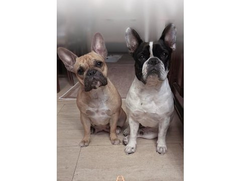 4 aylık kaliteli ve sağlıklı french bulldog