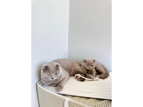 Scottish fold lilac yavrumuza yuva arıyoruz