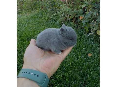 Netherland dwarf hollanda blue cüce tavşanlar