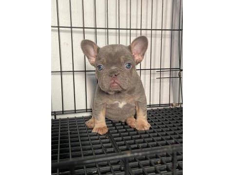 Lilac tan dişi french bulldog