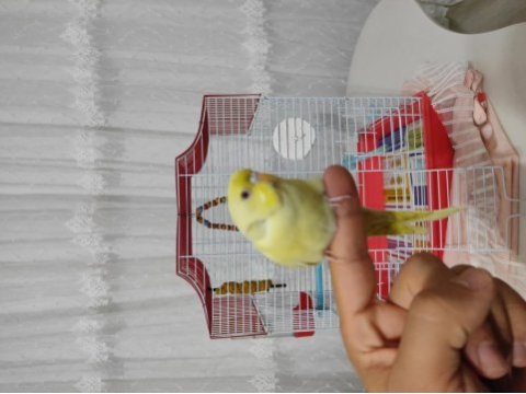 Yavru lutino muhabbet kuşu