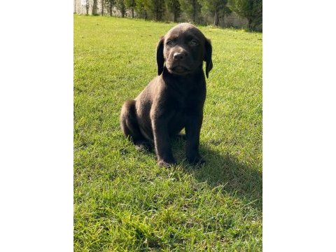 Kahve tüyleri iri patileriyle gerçek labrador retriever