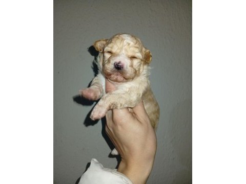 Dişi ve erkek 20 günlük rezerve açık bebiş maltipoo köpekler