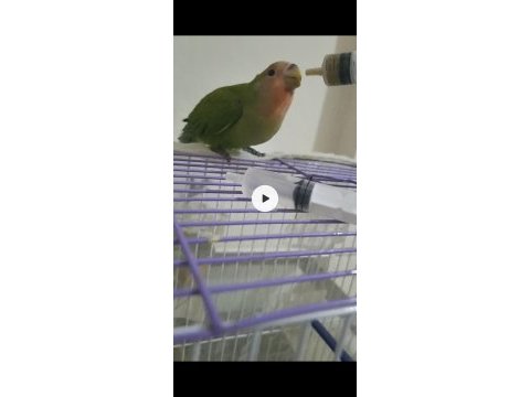 El beslemesi cennet papağanı
