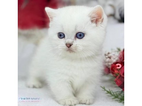 British shorthair beyaz yavru kedimiz safkan
