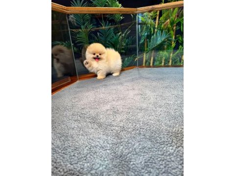 Safkan teddy bear kore pomeranian yavrularımız