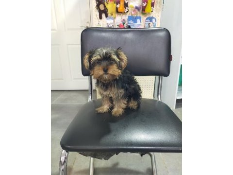 3.5 aylık dişi yorkshire terrier