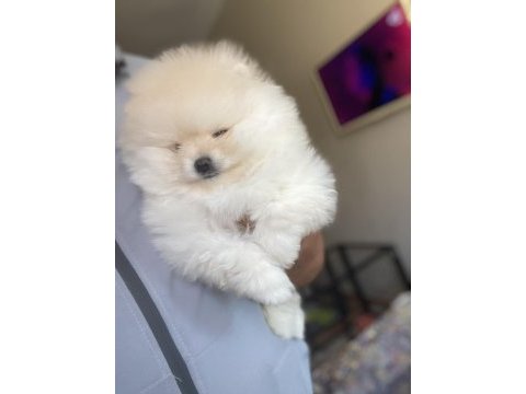 Sağlık ve ırk garantili pomeranian