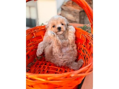 Maltipoo erkek