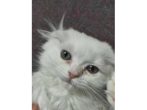 Ankara mamaktayız scottish fold longhair