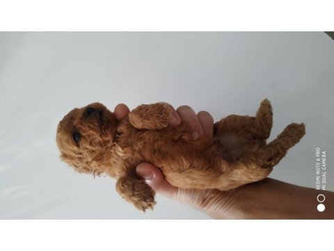 Toy poodle kore mini boy