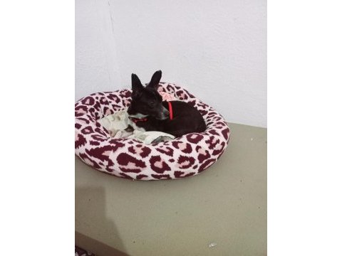 Eğitimli oyuncul pinscher