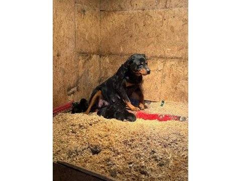 A kalite rottweiler yavrularımız yeni yuvasını bekliyor