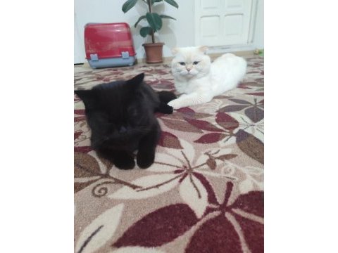 Scottish fold kedimizi çifleştirme