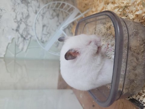 Dişi suriye hamster