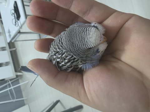 1 aylık muhabbet kuşu