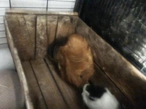 2 dişi ve 1 erkek dişiler hamile ginepig