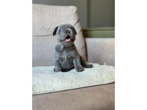 Solid lilac mavi göz erkek french bulldog yavrumuz izmir