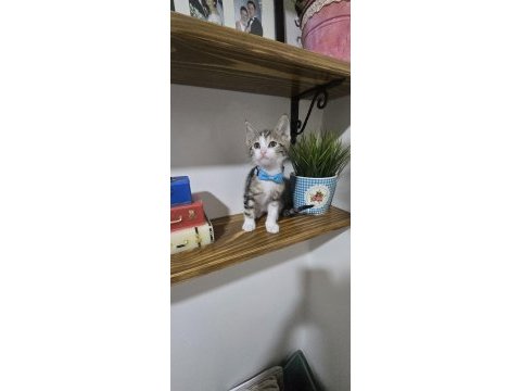 Bebek ücretsiz kedimiz