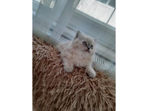 2,5 aylık yavru chinchilla kediler