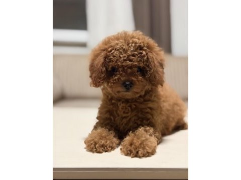 Orjinal ırk garantili toy poodle ve kore poodle