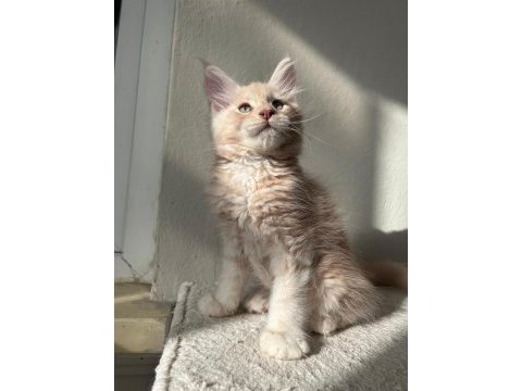 25.10 doğumlu teslime hazır maine coon yavruları