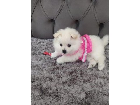 Kar beyaz pomeranian boo