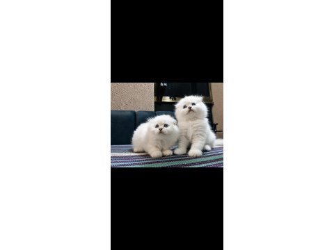 Safkan british blue point yavru kediler