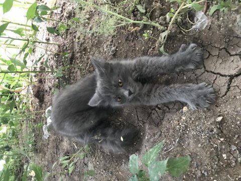 3 aylık yavru kediye kalıcı yuva arayışımız vardır